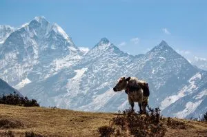 Vaca y montaña en el Himalaya